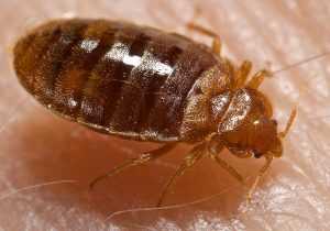 Zoomed in image of a bed bug
