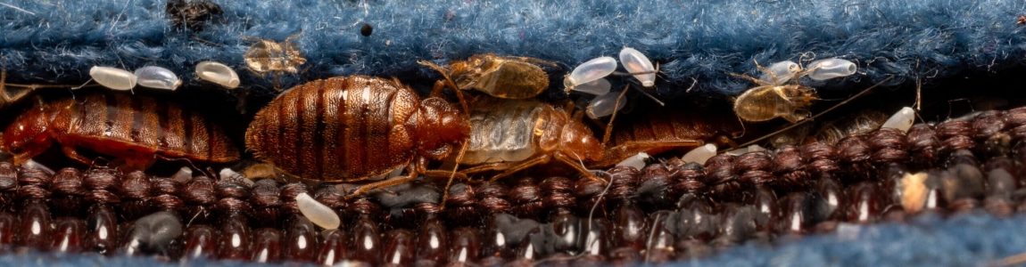 Close-up photo of reddish-brown bedbugs, eggs and exoskeletons along the zipper seam of a blue fabric.