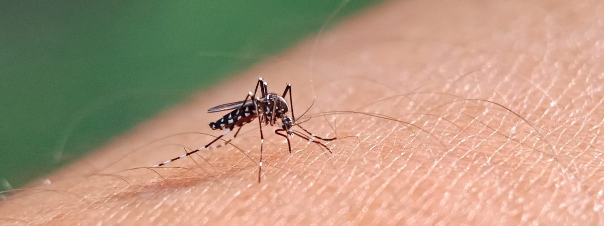 A mosquito feeding on blood through human skin.