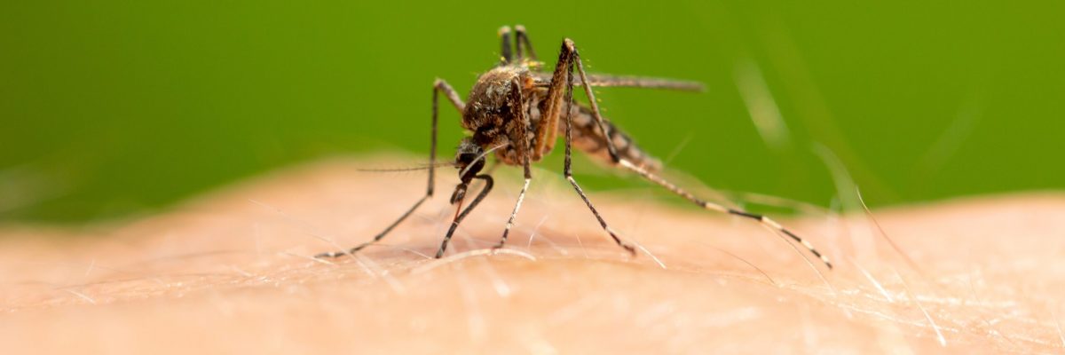 A mosquito biting a human